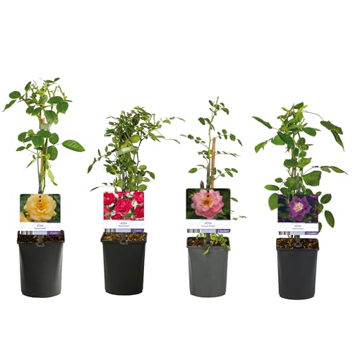 GardenersDream 4X Gemischte Getopfte Rosenpflanzen – Royal Queen, Spring Queen, Salmon Queen und Veilchenblau – Pflegeleichte Gartensträucher für Beete und Kübel von GardenersDream