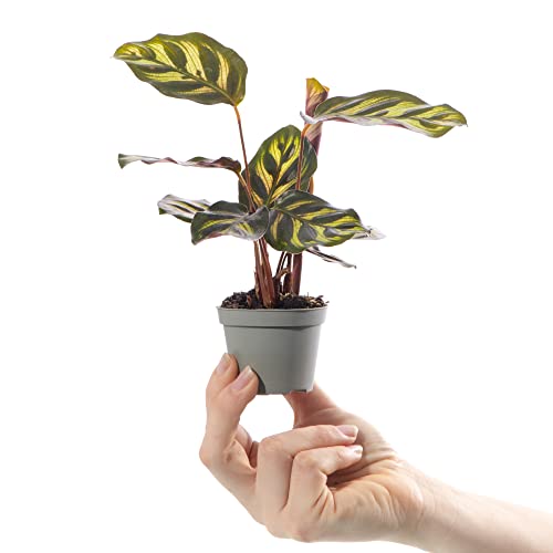 Baby Pfau Pflanze Calathea Makoyana Kleine tropische Zimmerpflanze im 6cm Topf Baby Pfau Pflanze Calathea Makoyana Kleine tropische Zimmerpflanze im 6cm Topf von GardenersDream