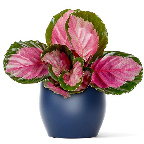 Calathea roseopicta Rosy Premium Zimmerpflanze 30-40 cm mit Topf Calathea roseopicta Rosy Premium Zimmerpflanze 30-40 cm mit Topf von GardenersDream