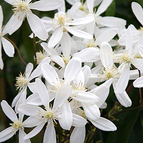 GardenersDream Clematis Armandii - Immergrüne Kletterpflanzen Winterhart - Duftende Clematis Winterhart Mehrjährig Pflanze - Winterharte Pflanzen für Garten GardenersDream Clematis Armandii - Immergrüne Kletterpflanzen Winterhart - Duftende Clematis Winterhart Mehrjährig Pflanze - Winterharte Pflanzen für Garten von GardenersDream