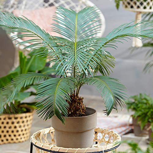 GardenersDream Cycas Revoluta Sagopalmfarn | Beliebte Zimmerpflanze 30-40 cm im Topf zu Kaufen von GardenersDream