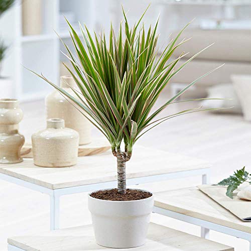 GardenersDream Drachenbaum aus Madagascar - Tropischer Draceana im 13 cm Topf Ideal fürs Zuhause oder das Büro von GardenersDream