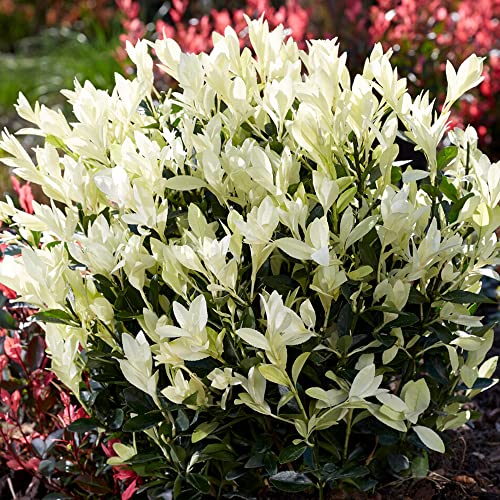 GardenersDream Euonymus 'Himalaya' - Immergrüne Pflanzen Winterhart mit Weißem Austrieb - Winterharte Kübelpflanzen - Gartenpflanzen Premium Qualität XXL von GardenersDream