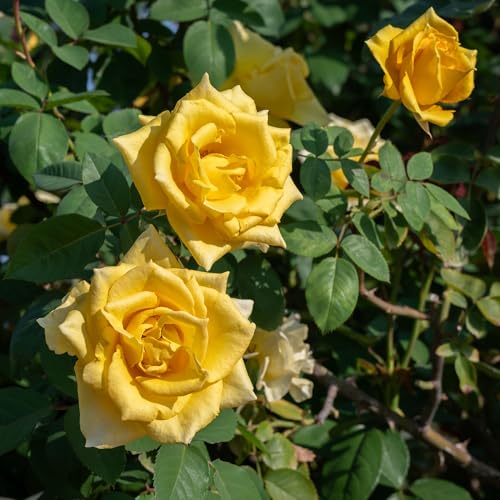 GardenersDream Gelbe Kletterrose – Winterharte und Pflegeleichte Getopfte Rose – Blühende Kletterpflanze für Wände, Pergolen & Zäune GardenersDream Gelbe Kletterrose – Winterharte und Pflegeleichte Getopfte Rose – Blühende Kletterpflanze für Wände, Pergolen & Zäune von GardenersDream