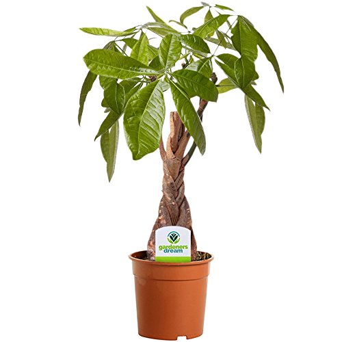 Glückskastanie Pachira Aquatica - 1 Pflanze - Fürs Haus und Büro Zimmerpflanze in 12cm Topf von GardenersDream