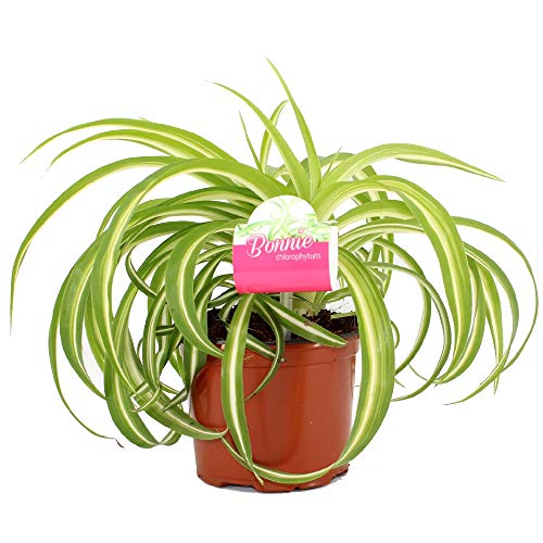Grünlilie Chlorophytum “Bonnie” mit Gekräuselte Blättern Zimmerpflanze mit Topf von GardenersDream