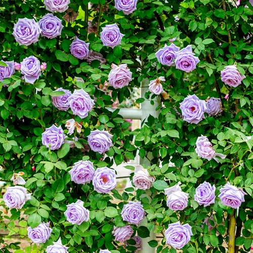 GardenersDream Hellviolette Kletterrose – Winterharte und Pflegeleichte Getopfte Rose – Blühende Kletterpflanze für Wände, Pergolen & Zäune von GardenersDream