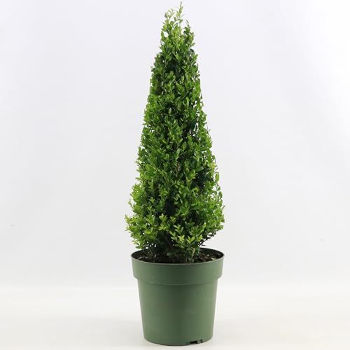 GardenersDream Ilex Pyramide Jenny – Pflegeleichte, winterharte, immergrüne Heckenpflanze – Ganzjähriger Strauch für Beete und Formschnitt von GardenersDream
