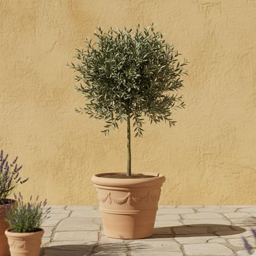 GardenersDream Olivenbaum Olea Europaea – Immergrüne Gartenpflanze im Topf – Pflegeleichte mediterrane Pflanze für draußen – Ideal für Beete, Töpfe und Gartendekoration (35-45 cm inkl. 21-cm-Topf) von GardenersDream