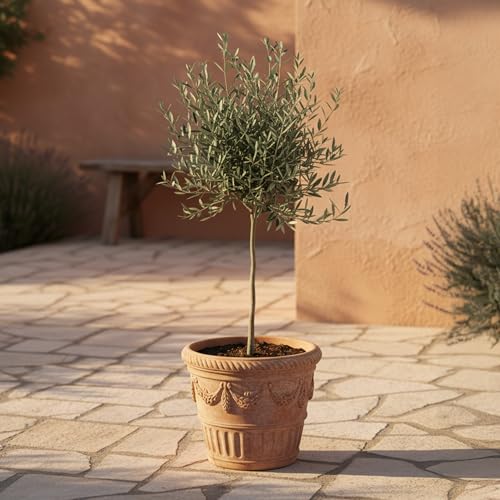 GardenersDream Olivenbaum Olea Europaea – Immergrüne Gartenpflanze im Topf – Pflegeleichte mediterrane Pflanze für draußen – Ideal für Beete, Töpfe und Gartendekoration (45–50 cm inkl. 14-cm-Topf) von GardenersDream