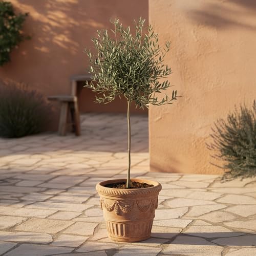 GardenersDream Olivenbaum Olea Europaea – Immergrüne Gartenpflanze im Topf – Pflegeleichte mediterrane Pflanze für draußen – Ideal für Beete, Töpfe und Gartendekoration (60–70 cm inkl. 17-cm-Topf) von GardenersDream