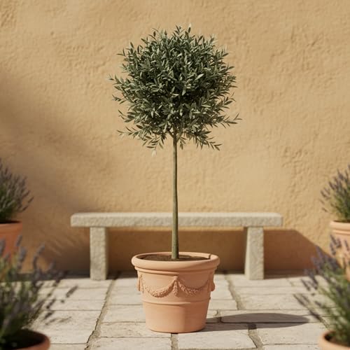 GardenersDream Olivenbaum Olea Europaea – Immergrüne Gartenpflanze im Topf – Pflegeleichte mediterrane Pflanze für draußen – Ideal für Beete, Töpfe und Gartendekoration (95–105 cm inkl. 21-cm-Topf) von GardenersDream