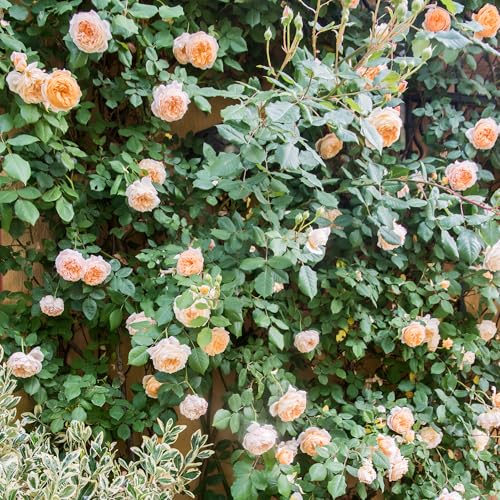 GardenersDream Pfirsich Kletterrose – Winterharte und Pflegeleichte Getopfte Rose – Blühende Kletterpflanze für Wände, Pergolen & Zäune GardenersDream Pfirsich Kletterrose – Winterharte und Pflegeleichte Getopfte Rose – Blühende Kletterpflanze für Wände, Pergolen & Zäune von GardenersDream