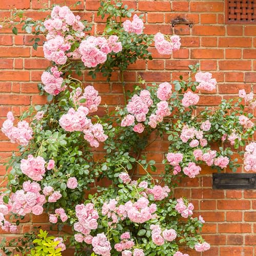 GardenersDream Rosa Kletterrose – Winterharte und Pflegeleichte Getopfte Rose – Blühende Kletterpflanze für Wände, Pergolen & Zäune von GardenersDream