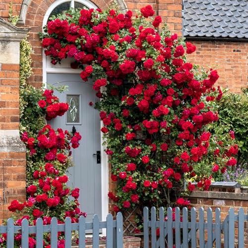 GardenersDream Rote Kletterrose – Winterharte und Pflegeleichte Getopfte Rose – Blühende Kletterpflanze für Wände, Pergolen & Zäune GardenersDream Rote Kletterrose – Winterharte und Pflegeleichte Getopfte Rose – Blühende Kletterpflanze für Wände, Pergolen & Zäune von GardenersDream