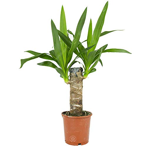 Yucca Elefantenköpfe stachellos Yucca Leben Innenbeeich Dekorative Zimmerpflanze im 12cm Topf von GardenersDream