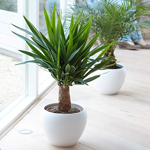 Yucca palme Elephantipes Pflanze - Leben Prämie Immergrün Innenbereich Zimmerpflanze in 12cm Topf. roße Zimmerpflanze echter Immergrüner hohe zimmerpflanzen Yucca von GardenersDream