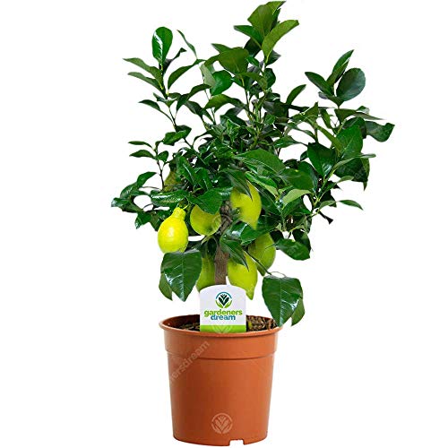 Zitronenbaum - 1 Zimmerpflanze – Zitruspflanze fürs Haus oder Büro von GardenersDream