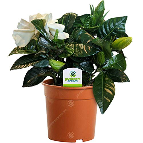 Gardenia Jasminoides - 1 Pflanze - Haus/Büro lebender getopfter Baum von GardenersDream