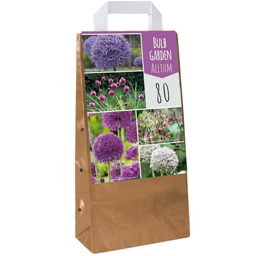 Glühbirgengarten Allium-Mix - Allium Nectaroscordum Bunte blühende Zwiebeln für den Außenbereich (80 Zwiebeln) von GardenersDream