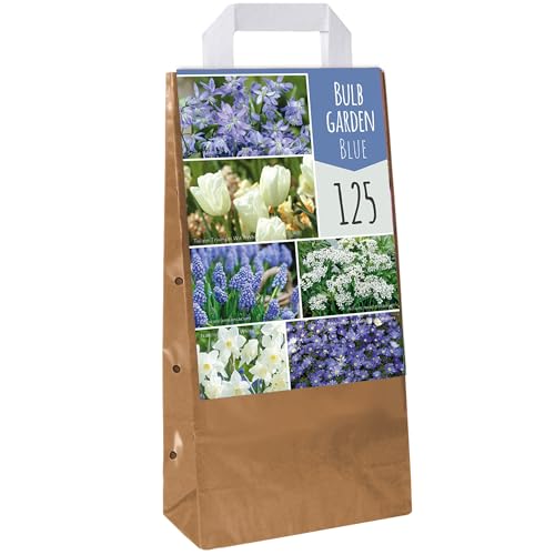Glühbirgengarten Blau - Tulpe Muscari Anemone Scilla Narzisse Allium Blühende Zwiebeln (125 Zwiebeln) von GardenersDream