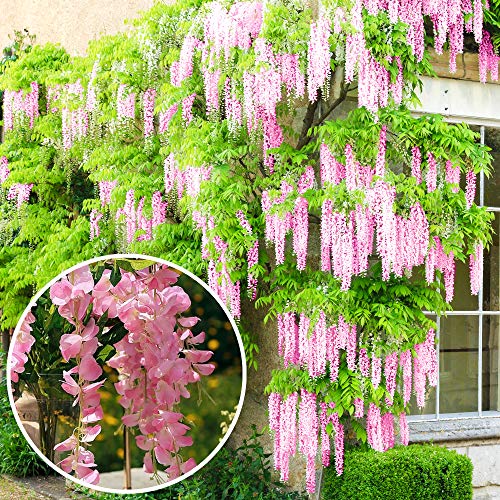 Gardener Dream Glyzinie Rosea - Rosa Blühende Wisteria Pflanze - Blauregen Kletterpflanze Winterhart & Immergrün - Schnellwachsende Kletterpflanzen - Garten- & Balkon Pflanze (60-80 cm inkl. Topf) von GardenersDream