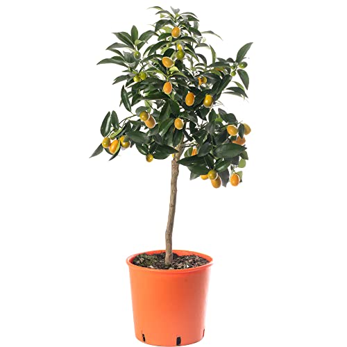 Großer Kumquat-Zitrusbaum - Züchte dein eigenes Obst zuhause im Innen- oder Außenbereich. Garten von GardenersDream