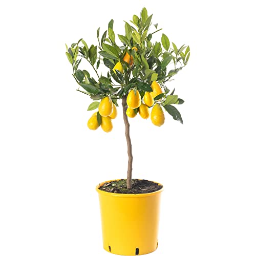 Großer Limequat-Zitrusbaum - Züchten Sie Ihr eigenes Obst zu Hause im Innen- oder Außenbereich. Garten. von GardenersDream