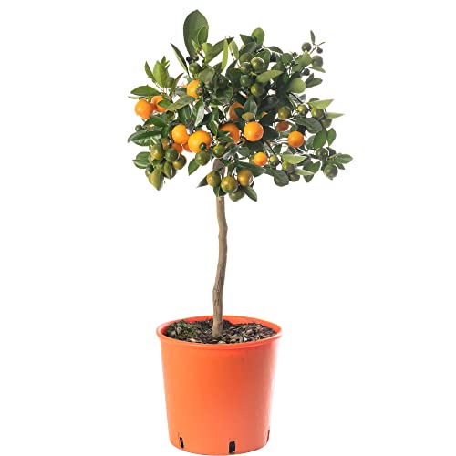 Großer Orangen-Baum - Züchte dein eigenes Obst zu Hause! Geeignet für drinnen und draußen. von GardenersDream