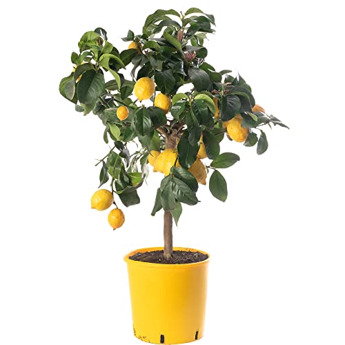 Großer Zitronenbaum - Züchte dein eigenes Obst zu Hause im Innen- oder Außenbereich. von GardenersDream