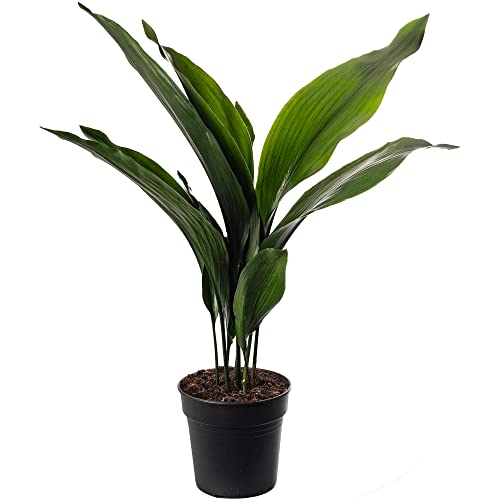 Gusseisenpflanze Aspidistra Elatior Zimmerpflanzen Immergrün Groß Exotisch von GardenersDream