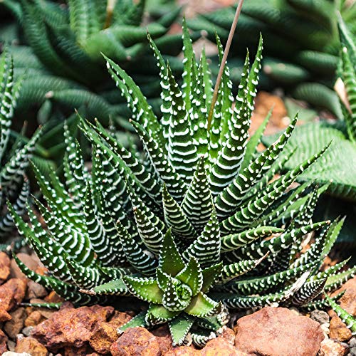 Haworthia Big Band - Zebra Pflanze | Premium saftig | 15-25cm getopft von GardenersDream