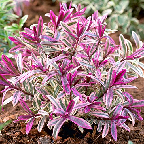 Hebe Heartbreaker - Immergrüner Blühender Strauch mit Buntem Laub - Winterharte Kübelpflanzen - Pflegeleichte Gartenpflanze im 9cm Topf - 15-25 cm von GardenersDream