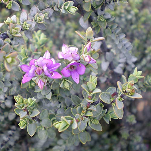 Hebe Quicksilver pimeleoides Immergrüner winterharter Zwergstrauch mit Blüten im 9 cm Topf. von GardenersDream