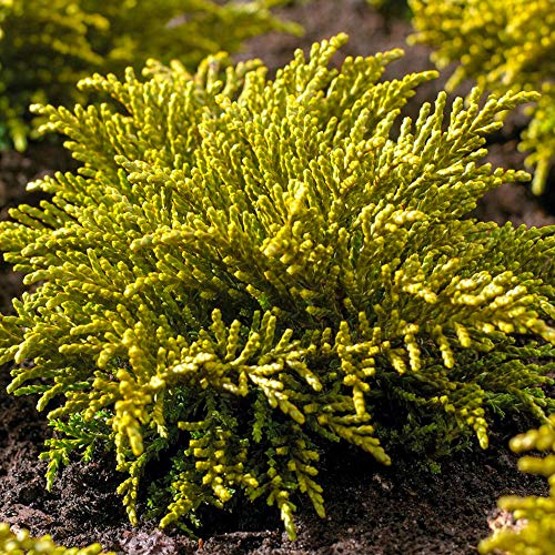 Hebe ochracea James Stirling - Strauchige Veronica | Immergrüner Topfgartenstrauch von GardenersDream