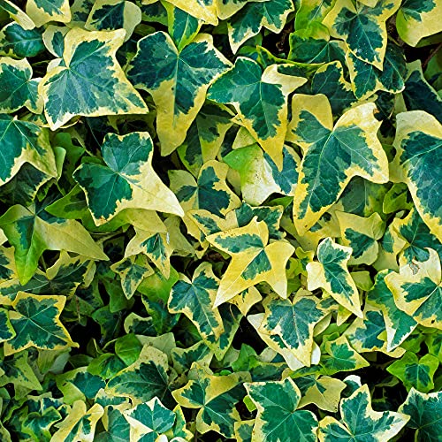Hedera Goldchild Klettern Immergrüner Strauch Sommergarten | 15-30cm (inkl. Topf) von GardenersDream