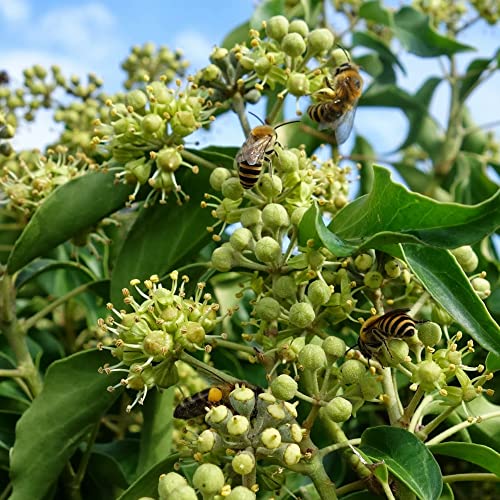 Hedera Hibernica Garten Efeu außen immergrüne Kletterer Zaun Wandpflanze 9cm Topf von GardenersDream