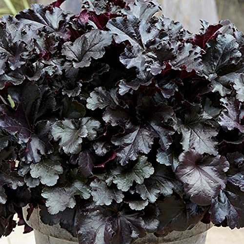 Heuchera Black Pearl Korallen Glockenblumen Outdoor Stauden Gartenpflanzen im Pflanztopf Heuchera Black Pearl Korallen Glockenblumen Outdoor Stauden Gartenpflanzen im Pflanztopf von GardenersDream
