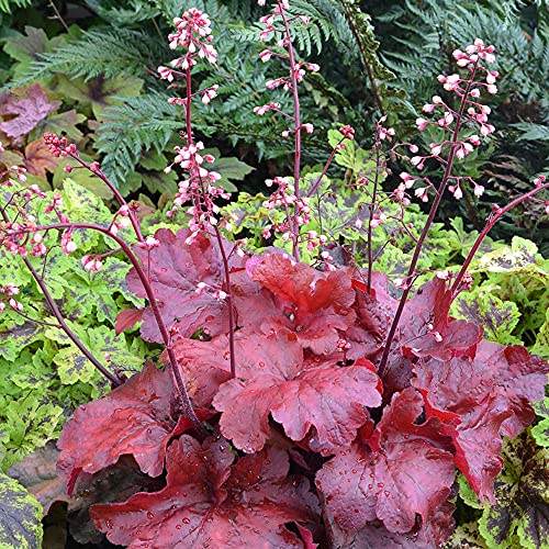 Heuchera Fire Chief Korallen Glockenblumen Outdoor Stauden Gartenpflanzen im Pflanztopf von GardenersDream