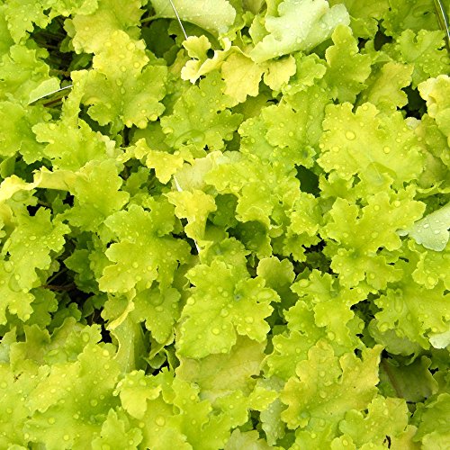 Heuchera Limettenmarmelade Korallenklang Gartenstauden im Pflanztopf Heuchera Limettenmarmelade Korallenklang Gartenstauden im Pflanztopf von GardenersDream