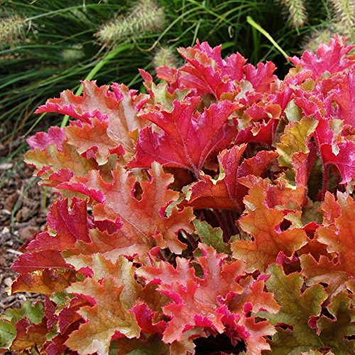 Heuchera Marmelade Korallen Glockenblumen Stauden Gartenpflanzen Blühende Pflanze im Topf von GardenersDream