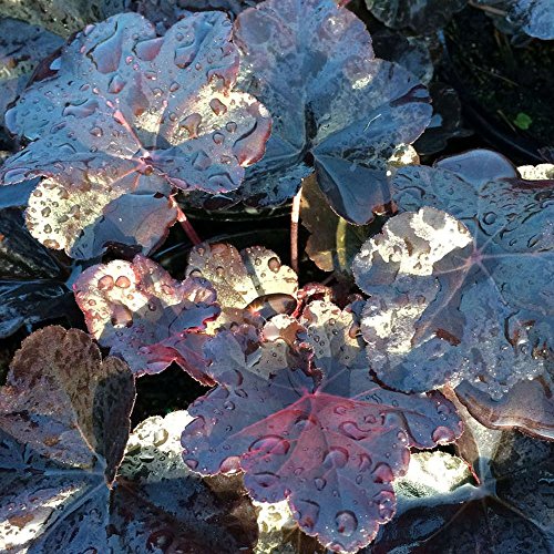 Heuchera Obsidian Korallen Glocken Alum Wurzel Stauden Gartenpflanzen im Pflanztopf Heuchera Obsidian Korallen Glocken Alum Wurzel Stauden Gartenpflanzen im Pflanztopf von GardenersDream