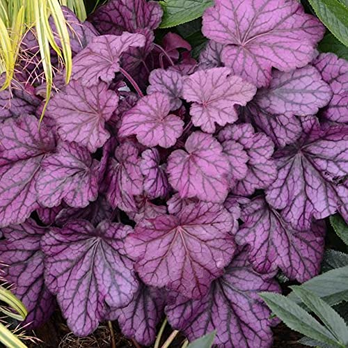 Heuchera Wild Rose Korallen Glockenblumen Outdoor Stauden Gartenpflanzen im Pflanztopf von GardenersDream