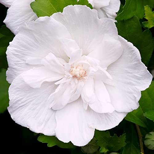 Hibiscus Syriacus White Chiffon | Blühender Gartenstrauch | 20-30cm (inkl. Topf) von GardenersDream