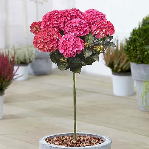 Hortensie Dark Angel Patio Baum | Robuste Outdoor-Pflanzen für den Garten | Ziehen Sie Ihre eigenen blühenden Gartenbäume | Hortensienpflanzen Outdoor-Garten bereit im Topf (70-80cm inkl. Topf) von GardenersDream