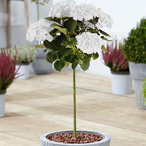 Hydrangea Macrophylla Tree Collection | Lollipop-Bäume für kleine Gärten von GardenersDream