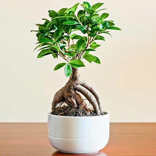 Ideale Geschenkepflanze für Zuhause oder das Büro - Ficus Ginseng dekorativer innen Bonsai von GardenersDream