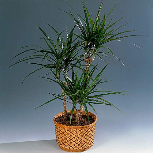 Ideales Pflanzengeschenk fürs Zuhause oder das Büro - Draceana Madagascar Drachenbaum im 13 cm Topf von GardenersDream