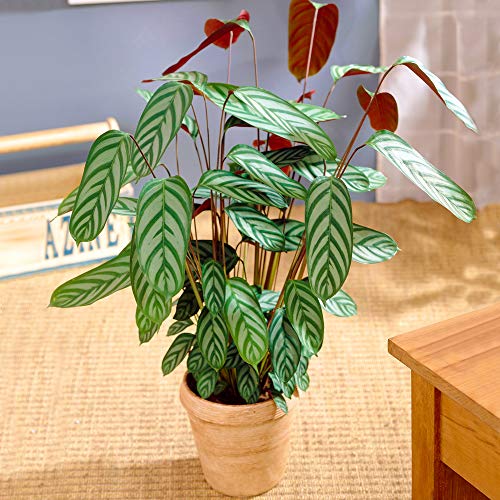 Immergrüne Calathea Compact Star Zimmerpflanze Geschenk zu Kaufen (30-40 cm inkl. Topf) von GardenersDream