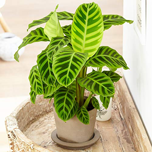 Immergrüne Calathea Zebrina | Zimmerpflanze mit Zebra-Muster | 30-40cm mit Topf von GardenersDream